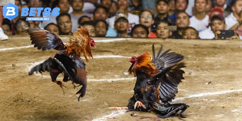 Giới thiệu về đá gà Campuchia