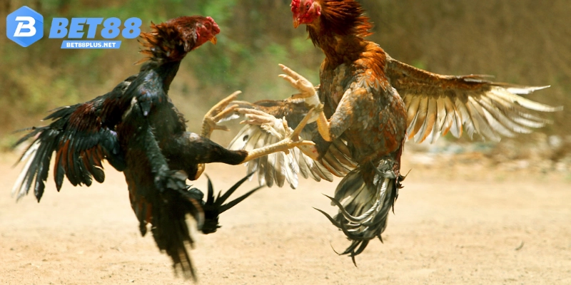 Luật chơi đơn giản của đá gà Campuchia