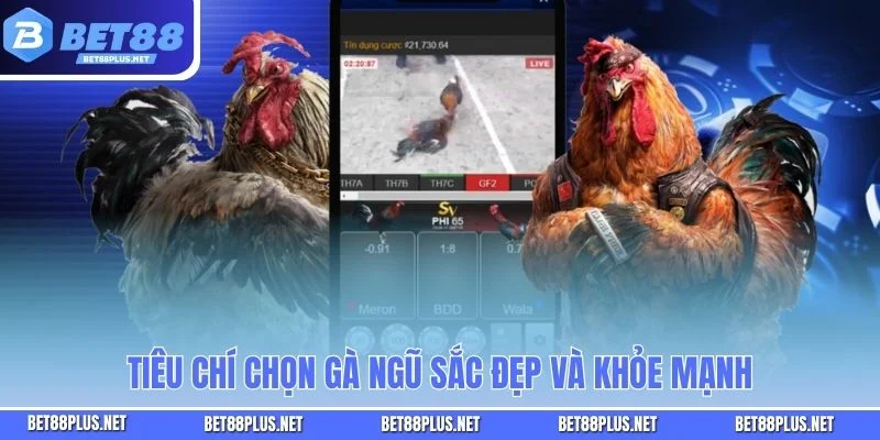 Chọn Gà Ngũ Sắc - Sở Hữu Chú Gà Đẹp Phong Thủy Và Giá Trị Cao Tiêu chí chọn gà ngũ sắc đẹp và khỏe mạnh
